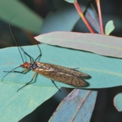 Chorista australis at Mount Mugga Mugga - 3 Apr 2024