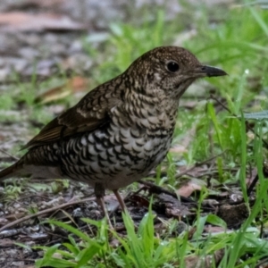 Zoothera lunulata (Bassian Thrush) at Labertouche, VIC by Petesteamer