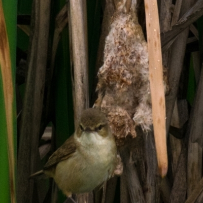 Acrocephalus australis (Australian Reed-Warbler) at Drouin West, VIC - 21 Nov 2018 by Petesteamer