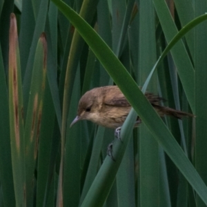 Acrocephalus australis at Drouin West, VIC - 22 Nov 2018 08:00 AM