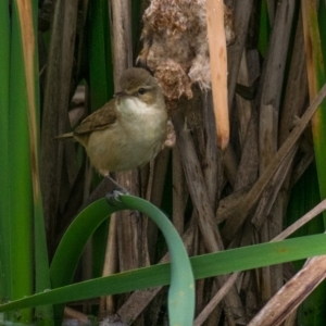 Acrocephalus australis at Drouin West, VIC - 22 Nov 2018 08:00 AM