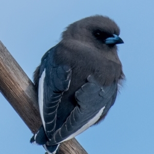 Artamus cyanopterus at Labertouche, VIC - 1 Oct 2018 07:36 AM