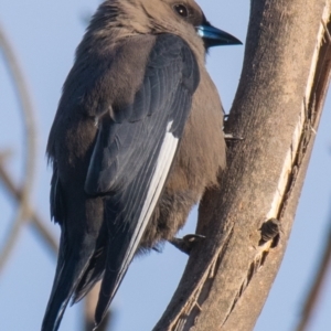 Artamus cyanopterus at Labertouche, VIC - 1 Oct 2018 07:36 AM