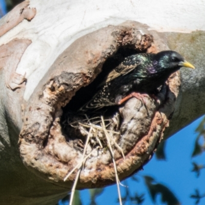 Sturnus vulgaris (Common Starling) at Labertouche, VIC - 19 Oct 2018 by Petesteamer