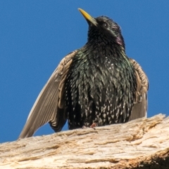 Sturnus vulgaris at Labertouche, VIC - 19 Oct 2018