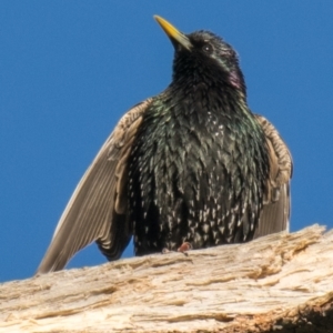 Sturnus vulgaris at Labertouche, VIC - 19 Oct 2018