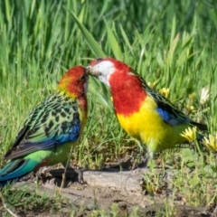 Platycercus eximius (Eastern Rosella) at Labertouche, VIC - 19 Oct 2018 by Petesteamer