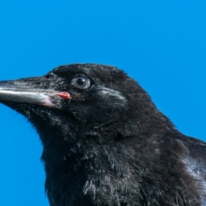 Corvus mellori (Little Raven) at Labertouche, VIC by Petesteamer