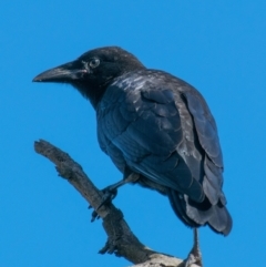 Corvus mellori at Labertouche, VIC - 28 Oct 2018