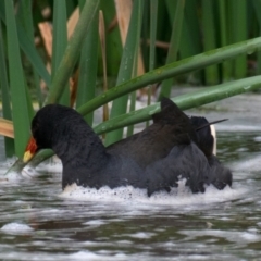 Gallinula tenebrosa (Dusky Moorhen) at Drouin West, VIC - 22 Nov 2018 by Petesteamer