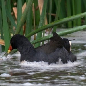 Gallinula tenebrosa at Drouin West, VIC - 22 Nov 2018 07:19 AM