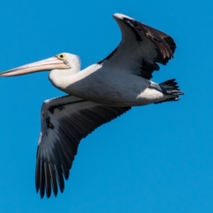 Pelecanus conspicillatus at Drouin West, VIC - 1 Oct 2018