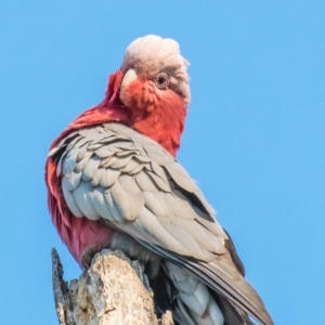 Eolophus roseicapilla at Drouin West, VIC - 1 May 2018