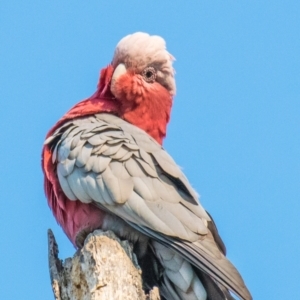 Eolophus roseicapilla (Galah) at Drouin West, VIC by Petesteamer