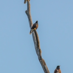 Acridotheres tristis (Common Myna) at Drouin West, VIC - 30 Apr 2018 by Petesteamer