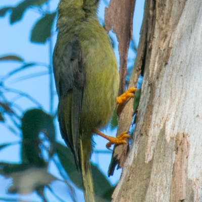 Manorina melanophrys (Bell Miner) at Drouin West, VIC - 28 Oct 2018 by Petesteamer