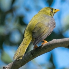 Manorina melanophrys at Drouin West, VIC - 28 Oct 2018