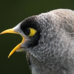 Manorina melanocephala (Noisy Miner) at Drouin West, VIC - 21 Nov 2018 by Petesteamer