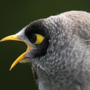 Manorina melanocephala (Noisy Miner) at Drouin West, VIC by Petesteamer