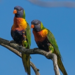 Trichoglossus moluccanus at Labertouche, VIC - 15 Oct 2018