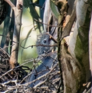 Egretta novaehollandiae at Drouin West, VIC - 19 Oct 2018 06:59 AM