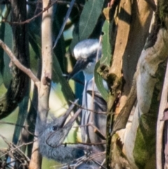 Egretta novaehollandiae at Drouin West, VIC - 19 Oct 2018 06:59 AM