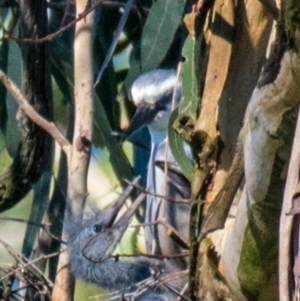 Egretta novaehollandiae at Drouin West, VIC - 19 Oct 2018 06:59 AM