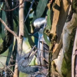 Egretta novaehollandiae at Drouin West, VIC - 19 Oct 2018