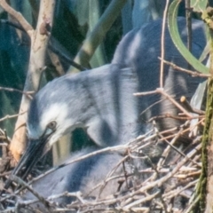 Egretta novaehollandiae at Drouin West, VIC - 19 Oct 2018 06:59 AM