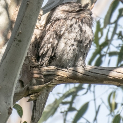 Podargus strigoides (Tawny Frogmouth) at Drouin West, VIC - 18 Oct 2018 by Petesteamer