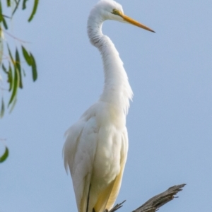 Ardea alba at Drouin West, VIC - 23 Jul 2018