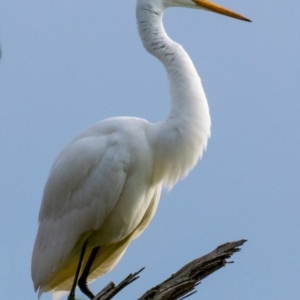 Ardea alba at Drouin West, VIC - 23 Jul 2018