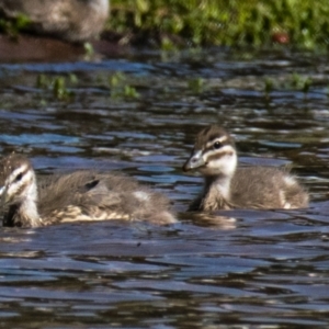 Chenonetta jubata (Australian Wood Duck) at suppressed by Petesteamer