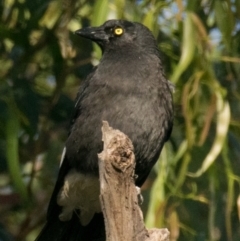 Strepera graculina (Pied Currawong) at Drouin West, VIC - 28 Oct 2018 by Petesteamer