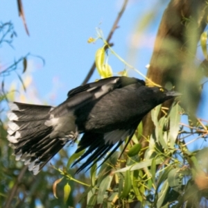 Strepera graculina at Drouin West, VIC - 28 Oct 2018