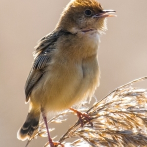 Cisticola exilis at Armstrong Creek, VIC - 1 Oct 2018