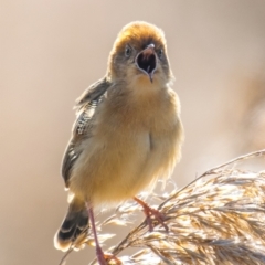 Cisticola exilis at Armstrong Creek, VIC - 1 Oct 2018 09:15 AM