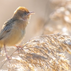 Cisticola exilis at Armstrong Creek, VIC - 1 Oct 2018