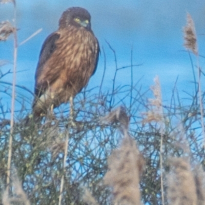 Circus approximans (Swamp Harrier) at Connewarre, VIC - 1 Oct 2018 by Petesteamer