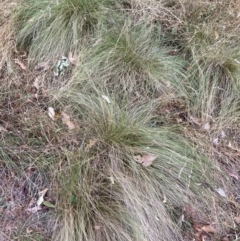 Nassella trichotoma (Serrated Tussock) at Hackett, ACT - 4 Apr 2024 by waltraud