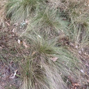 Nassella trichotoma at Mount Majura - 4 Apr 2024