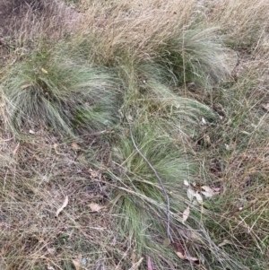 Nassella trichotoma at Mount Majura - 4 Apr 2024