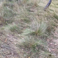 Nassella trichotoma at Mount Majura - 4 Apr 2024