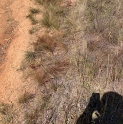 Austrostipa scabra (Corkscrew Grass, Slender Speargrass) at Mount Majura - 1 Apr 2024 by waltraud