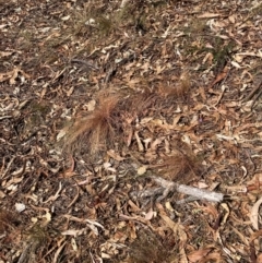 Austrostipa scabra (Corkscrew Grass, Slender Speargrass) at Mount Majura - 1 Apr 2024 by waltraud