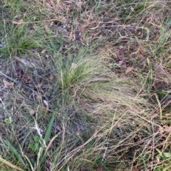 Nassella trichotoma (Serrated Tussock) at Mount Majura - 1 Apr 2024 by waltraud