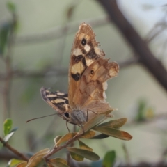 Heteronympha paradelpha (Spotted Brown) at Wee Jasper, NSW - 1 Apr 2024 by RAllen