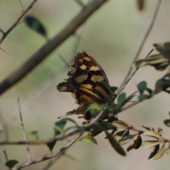 Heteronympha paradelpha at Wee Jasper, NSW - 1 Apr 2024