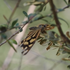 Heteronympha paradelpha at Wee Jasper, NSW - 1 Apr 2024