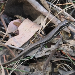 Eulamprus heatwolei at Wee Jasper, NSW - 1 Apr 2024